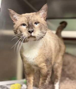 Hershey -  Siamese Cat for Adoption in North Myrtle Beach, South Carolina - Hershey | PetCurious