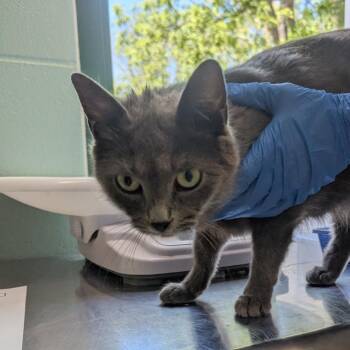 Mahjong -  Domestic Short Hair Cat for Adoption in Indianapolis, Indiana - Mahjong | PetCurious