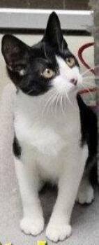 Domestic Short Hair and Tuxedo Cats Available for Adoption in Hazlet, New Jersey - Whitaker | PetCurious