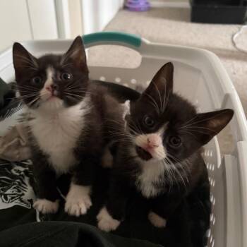 Domestic Short Hair Cats Available for Adoption in West Olive, Michigan - Bomo | PetCurious