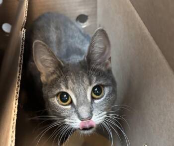 Suzie -  Domestic Short Hair Cat for Adoption in New York, New York - Suzie | PetCurious