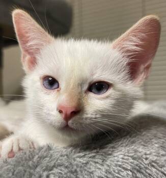 Snow -  Domestic Short Hair Cat for Adoption in South Pasadena, California - Snow | PetCurious