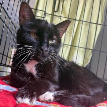 Mildred -  Domestic Short Hair Cat for Adoption in Kerrville, Texas - Mildred | PetCurious