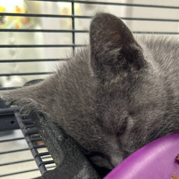 Rescue Domestic Short Hair Cats for Adoption in Hannibal, Missouri - Maverick | PetCurious