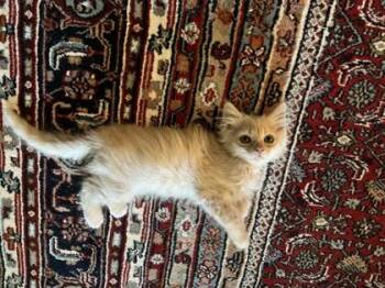 Stank - Available in Foster -  Domestic Long Hair and Domestic Short Hair Cat for Adoption in Morristown, New Jersey - Stank - Available In Foster | PetCurious