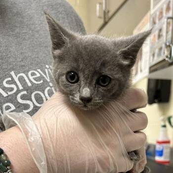 Breeze -  Domestic Short Hair Cat for Adoption in Asheville, North Carolina - Breeze | PetCurious