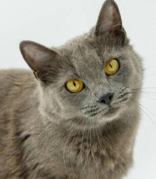 Russian Blue and Nebelung Cats Available for Adoption in Bedford Hills, New York - Peach Is DEFINITELY Purrfect! She