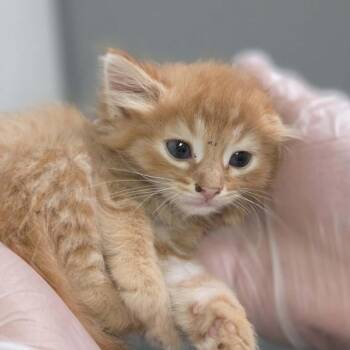 Puffy -  Domestic Short Hair Cat for Adoption in Charleston, West Virginia - Puffy | PetCurious