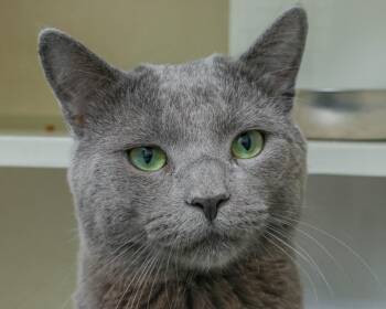 MIRAGE -  Domestic Medium Hair Cat for Adoption in Loveland, Colorado - MIRAGE | PetCurious