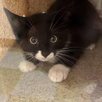 eek -  Domestic Short Hair Cat for Adoption in Philadelphia, Pennsylvania - Eek | PetCurious