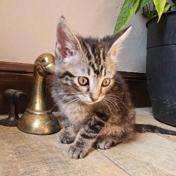 CARBURETOR -  Bengal and Tabby Cat for Adoption in Fletcher, Oklahoma - CARBURETOR | PetCurious