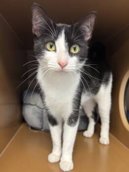 Rescue Domestic Short Hair Cats for Adoption in Seneca, South Carolina - Gretel $25 | PetCurious