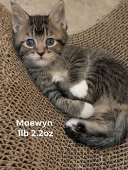 Tabby Cats Available for Adoption in St. George, Utah - Maewyn | PetCurious