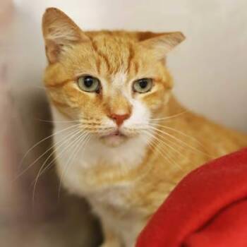 Domestic Short Hair Cats Available for Adoption in Atlanta, Georgia - Glen | PetCurious