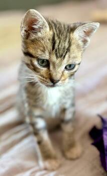 Domestic Short Hair and Tabby Cats Available for Adoption in Campbell, California - Parsley | PetCurious