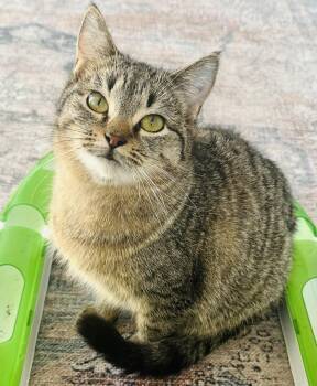 Lemon drop (bonded with sweet tart) -  Domestic Short Hair Cat for Adoption in Stoughton, Wisconsin - Lemon Drop (bonded With Sweet Tart) | PetCurious