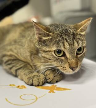 Rescue Domestic Short Hair Cats for Adoption in Sheboygan, Wisconsin - Berta | PetCurious