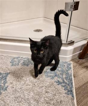 TAKI -  Domestic Short Hair Cat for Adoption in Westminster, Maryland - TAKI | PetCurious