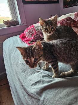 Nami -  Domestic Short Hair Cat Available for Adoption in Chicago, Illinois - Nami | PetCurious