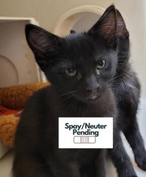Espersso -  Domestic Short Hair Cat for Adoption in Kalispell, Montana - Espersso | PetCurious