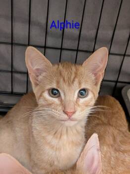Alphie -  Domestic Short Hair Cat for Adoption in Walla Walla, Washington - Alphie | PetCurious