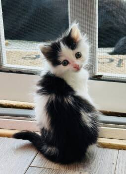 Domestic Long Hair Cats Available for Adoption - Eleanor | PetCurious