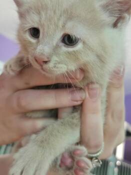 Domestic Short Hair Cats Available for Adoption in Cambridge, Maryland - Caterpillar | PetCurious