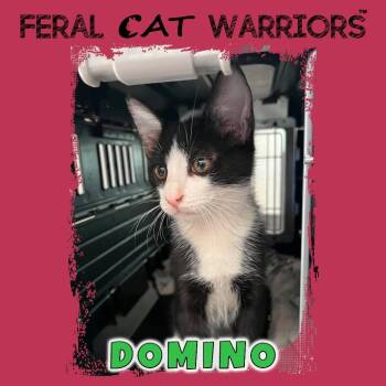 Domino -  Domestic Short Hair Cat for Adoption in Kingman, Arizona - Domino | PetCurious