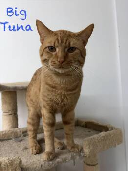 Big Tuna -  Domestic Short Hair Cat Available for Adoption in Clarksville, Tennessee - Big Tuna | PetCurious