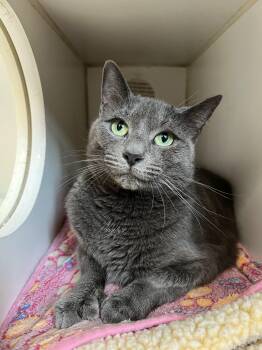 Lottie -  Russian Blue Cat for Adoption in Amsterdam, New York - Lottie | PetCurious