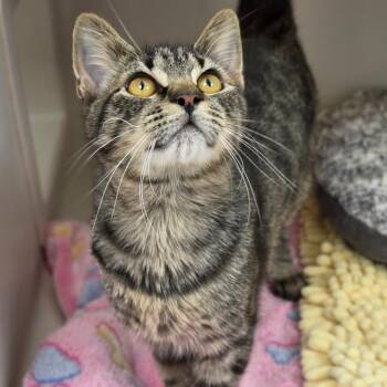 Souffle -  Domestic Short Hair Cat for Adoption in Sarasota, Florida - Souffle | PetCurious