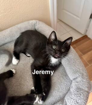 Domestic Short Hair Cats Available for Adoption in Zephyrhills, Florida - Jeremy (new) | PetCurious