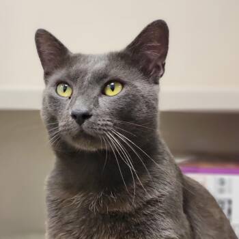 Zeke -  Domestic Short Hair Cat for Adoption in Sarasota, Florida - Zeke | PetCurious