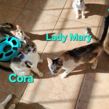 Rescue Domestic Short Hair Cats for Adoption in Leander, Texas - Cora Crawley | PetCurious
