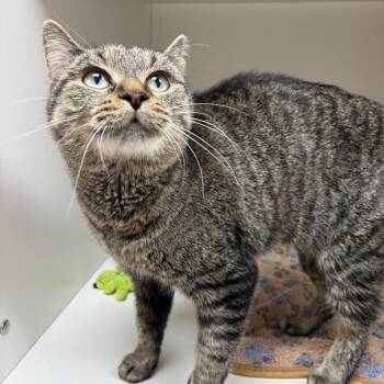 Miss Biggie -  Domestic Short Hair Cat for Adoption in Champaign, Illinois - Miss Biggie | PetCurious