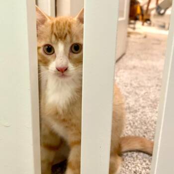 Frodo Spencer -  Domestic Short Hair Cat for Adoption in Eagle Mountain, Utah - Frodo Spencer | PetCurious
