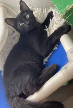 Kitten 27864(Reptar) -  Maine Coon Cat for Adoption in Parlier, California - Kitten 27864(Reptar) | PetCurious
