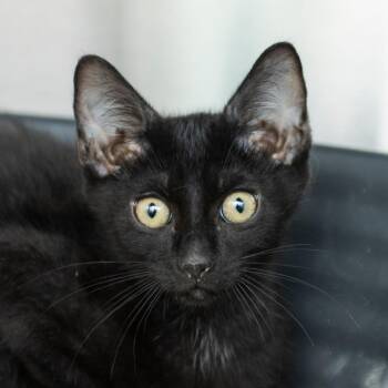 Kyle -  Domestic Short Hair Cat for Adoption in Middletown, Rhode Island - Kyle | PetCurious