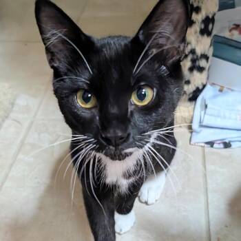 Rambo -  Domestic Short Hair Cat for Adoption in Wheeling, Illinois - Rambo | PetCurious
