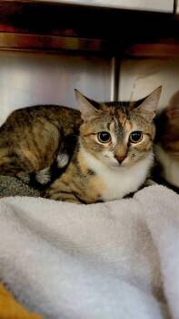 TILLIE -  Domestic Short Hair Cat for Adoption in St. Peters, Missouri - TILLIE | PetCurious
