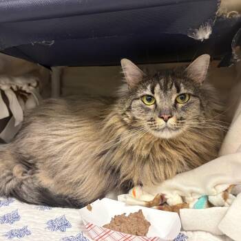 Passion -  Domestic Long Hair Cat for Adoption in West Palm Beach, Florida - Passion | PetCurious