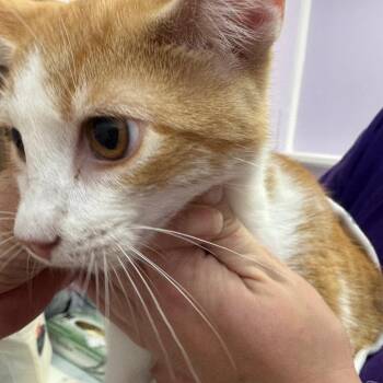 Toona -  Domestic Short Hair Cat for Adoption in Blairsville, Georgia - Toona | PetCurious