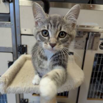 Rescue Domestic Short Hair Cats for Adoption in Aberdeen, Washington - Green Bean | PetCurious