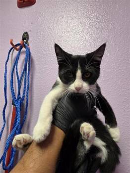 Lucky -  Domestic Short Hair Cat for Adoption in El Paso, Texas - Lucky | PetCurious