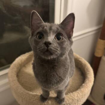 Smoke McKenzie (Stormy kitten) -  Domestic Short Hair Cat for Adoption in Merrifield, Virginia - Smoke McKenzie (Stormy Kitten) | PetCurious