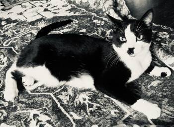 Charlie Chaplin -  Domestic Short Hair Cat for Adoption - Charlie Chaplin | PetCurious