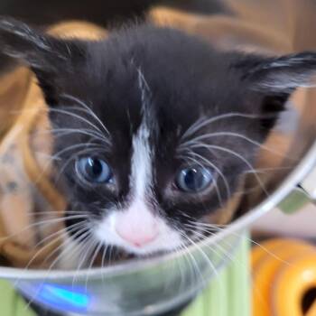 Murcatto -  Domestic Short Hair Cat for Adoption in Kanab, Utah - Murcatto | PetCurious