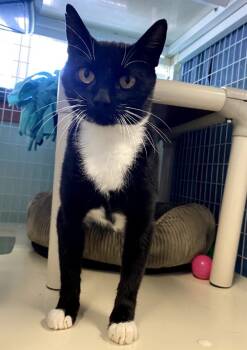 Rescue Domestic Short Hair Cats for Adoption in Cortland, New York - Cheyenne | PetCurious