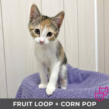 Froot Loop (bonded with Corn Pop) -  Domestic Short Hair Cat for Adoption in Toronto, Ontario - Froot Loop (bonded With Corn Pop) | PetCurious