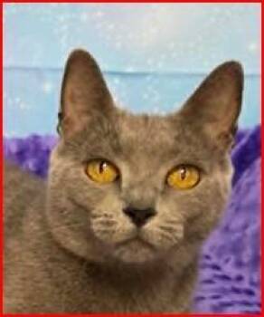 Maisy -  Domestic Short Hair Cat for Adoption in Cumberland, Maine - Maisy | PetCurious